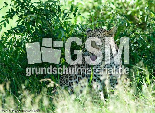 leopard (39 von 60).jpg